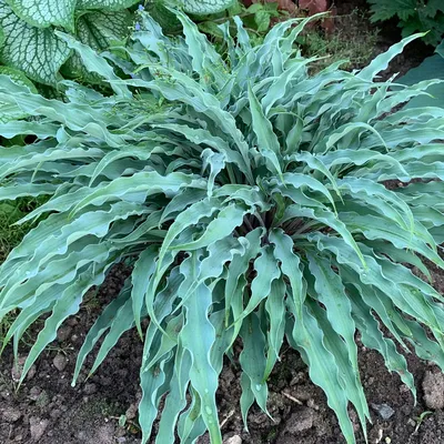 Hosta 'Bright Star' - Plantain Lily USPP #25,231 (3.5\" Pot) | Little Prince  To Go