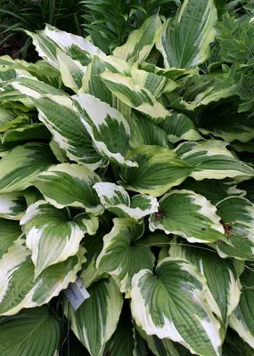 Hosta 'Venusta' - Horsford Gardens and Nursery