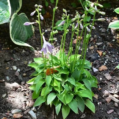 Hosta 'Halcyon' | Lexington, KY | Michler's