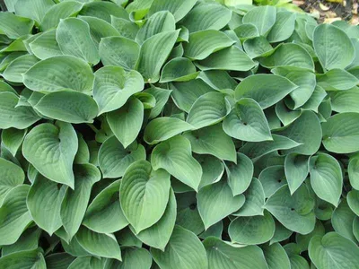 Hosta: A Shade-loving Perennial