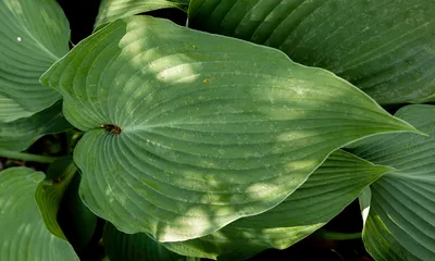 Lipstick Blonde Hosta | Shop Shade Perennials | Spring Hill