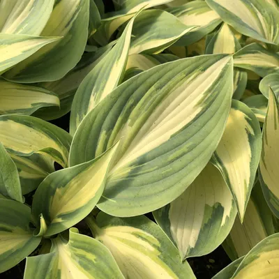 Guacamole Hosta Stock Photos and Pictures - 52 Images | Shutterstock