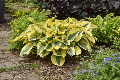 Shadowland® 'Autumn Frost' - Hosta hybrid | Proven Winners