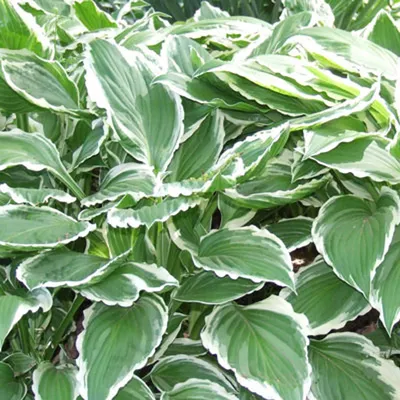 Hosta fortunei 'Albo Marginata' - Horsford Gardens and Nursery