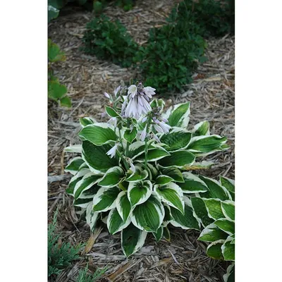 Patriot Hosta