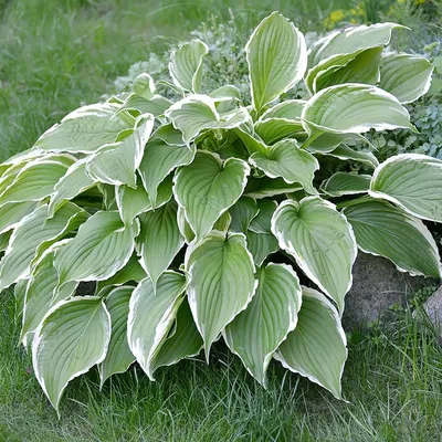 Francee Hosta | American Meadows