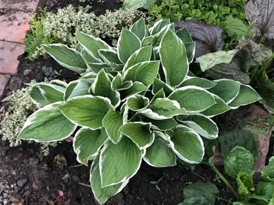 Хоста Hosta \"Fire and Ice\" | LeafGarden