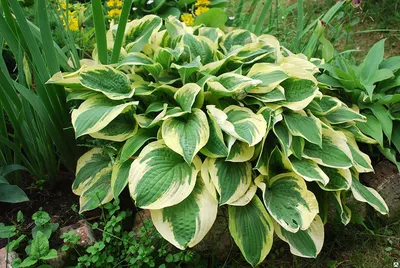 Backyard shade garden with hostas Choco Nishiki and Sagae, Geranium  macrorrhizum, and a Japanese maple | Почвопокровные растения, Идеи  озеленения, Хоста растения