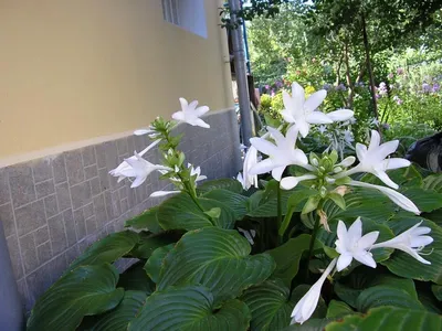 Хоста d 12 (1л) Hosta оптом: купить в Москве от производителя - питомника  ЦветКом