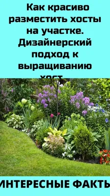 Продам хосты, цена 1 500 руб. / Для дома и дачи - Совместные покупки  sp-vestniksadovoda