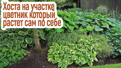 Бордюр из хосты вдоль дорожки. Эффектная идея! . . . Много интересного и  познавательного 👉@rodnaya_dacha . . . #дача #роднаядача… | Instagram