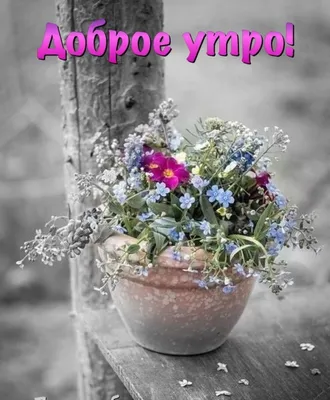 Olgа🌺🌿 on X: \"@veskii4571 @ValentinaSh7 Доброе утро!😘  https://t.co/VCNWXDkeTy\" / X