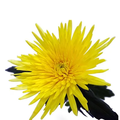 Хризантема Анастасия Желтая – купить, уход, цена в интернет-магазине  комнатных растений.