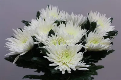 Хризантема Анастасия Пинк Chrysanthemum Anastasia Pink - купить саженцы  хризантемы с доставкой по Украине в магазине Добродар
