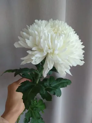 Комнатный цветок \"Хризантема Анастасия h20\" купить по низкой цене в  интернет-магазине kashpo.store