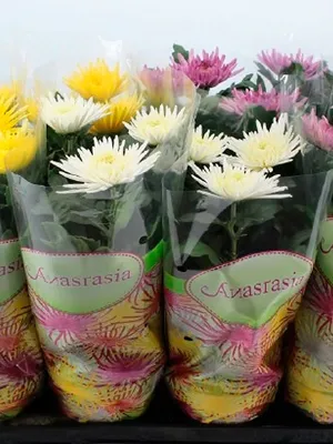Хризантема Анастасия Дарк грин 70 см от склада цветов цветы оптом 24 ру с  доставкой по СПб 24 часа