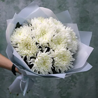 Хризантема Анастасия Крем Chrysanthemum Anastasia Cream - купить саженцы  хризантемы с доставкой по Украине в магазине Добродар