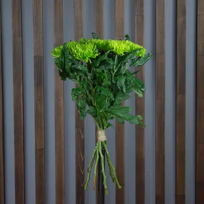 Хризантема Анастасия санни 70 см от склада цветов цветы оптом 24 ру с  доставкой по СПб 24 часа