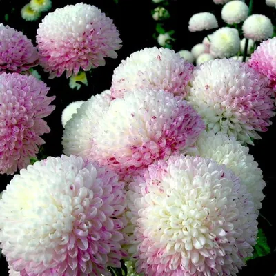 Хризантема садовая - Chrysanthemum. Хризантемы уход, выращивание. Фото  хризантем