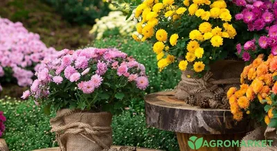 Как сажать и выращивать хризантемы | KVITOFOR