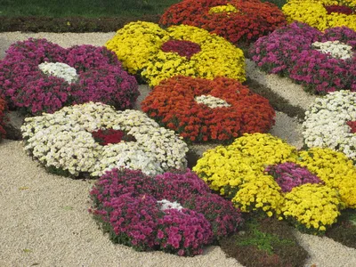 Хризантемы в саду. Агроном назвала топ-10 самых ярких цветов октября |  Цветы | Дача | Аргументы и Факты
