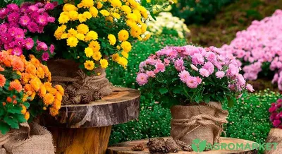 Хризантема 'Chrysanthemum' купить по цене 450 рублей от питомника саженцев  и растений Центросад | Фото и консультация по уходу