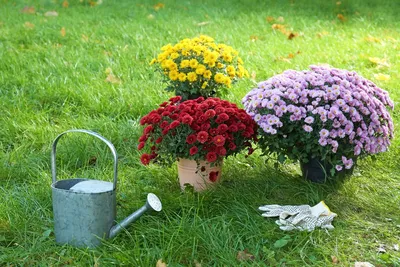 Многолетние хризантемы осенью: уход и подготовка к зиме | В цветнике  (Огород.ru)