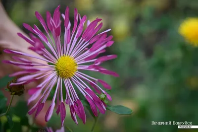 Гавриш Хризантема махровая Дунетти однолетник цветы для сада дачи