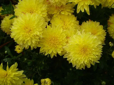 Хризантема комнатная, Хризантемы однолетние Урожай удачи Дивный сад -  купить по выгодным ценам в интернет-магазине OZON (802467265)