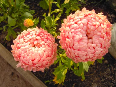 Как цветам перезимовать на даче: розы, хризантемы, гортензия - Советы -  РИАМО в Подольске