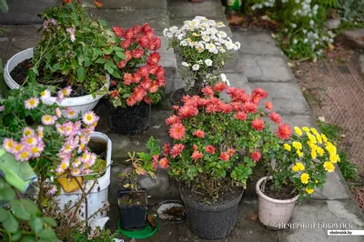 Хризантемы в горшках - как легко вырастить красоту дома — УНИАН