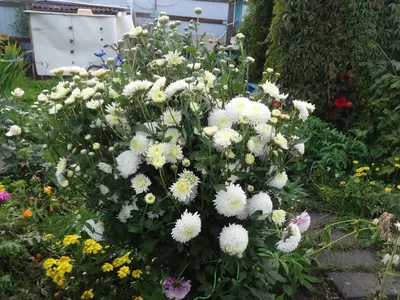Секреты сохранения цветения хризантемы мультифлоры до поздних заморозков:  Общество: Облгазета
