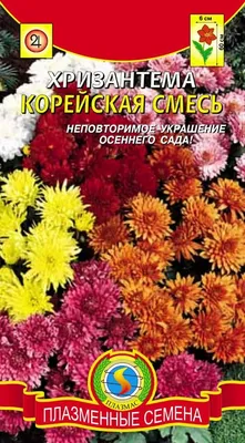 Хризантемы в цвету. Осенняя выставка открылась в ботаническом саду -  Минск-новости