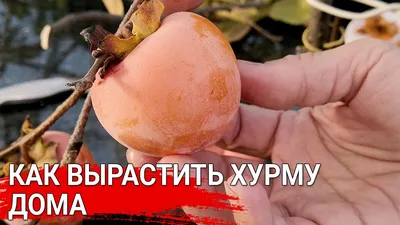 Хурма, выращивание в домашних условиях, посадка и уход