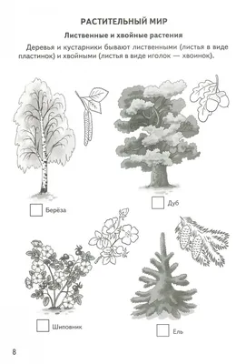 Хвойные деревья. Изучаем ели, сосны, кедры. Воспитателям детских садов,  школьным учителям и педагогам - Маам.ру