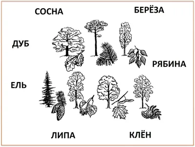 Презентация по окружающему миру «Дикорастущие деревья Крыма»