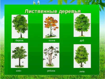 Noch25000 Лиственные и хвойные деревья в ассортименте 1 шт. (H0, TT, N) -  Строения и ландшафт - Масштаб 1/87 HO - Железнодорожные модели - Каталог  товаров - Super-Pilot.ru