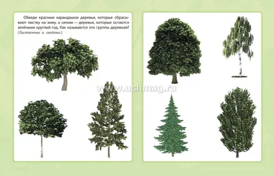 Хвойные деревья. Изучаем ели, сосны, кедры - Лучшее - Страница 4.  Воспитателям детских садов, школьным учителям и педагогам - Маам.ру