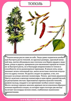 Хвойные деревья. Изучаем ели, сосны, кедры - Лучшее - Страница 5.  Воспитателям детских садов, школьным учителям и педагогам - Маам.ру