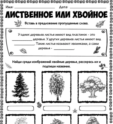 Выбираем быстрорастущие хвойные растения для дачи (фото + описание) |  ВКонтакте