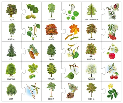 Хвойные деревья: описание видов с фото и названиями