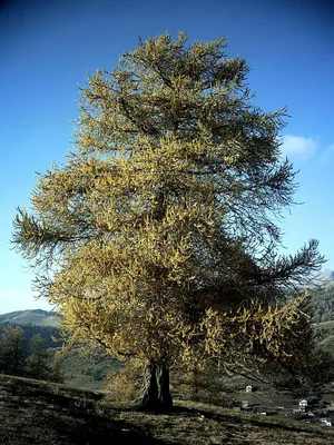 Декоративные лиственные породы деревьев, фото и названия