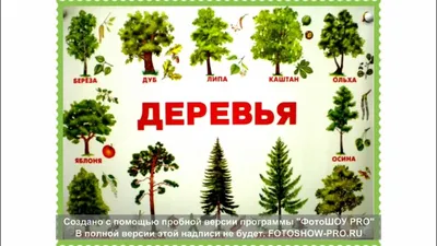 Основные древесные виды Республики Беларусь — ЛЕСОХОЗЯЙСТВЕННЫЙ ФАКУЛЬТЕТ
