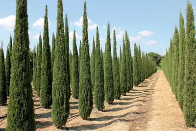 КИПАРИС ИТАЛЬЯНСКИЙ: купить саженцы кипариса итальянский (cupressus  sempervirens) почтой | PLOD.UA