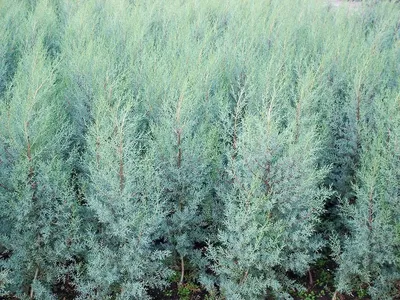 Кипарис лейландский – дерево и древесина – Cupressus × leylandii