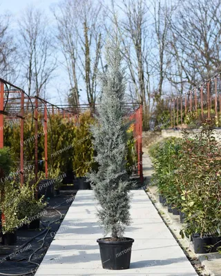 Cupressus sempervirens, Кипарис вечнозелёный|landshaft.info