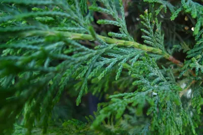 Кипарис аризонский 350 см/ Cupressus - Кипарис Аризонский, Хвойные |  Питомник декоративных растений в Одессе: цена, отзывы.