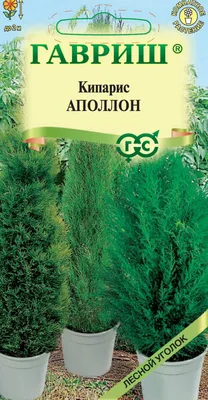 Болотные кипарисы • Алёна Шурпицкая • Научная картинка дня на «Элементах» •  Ботаника