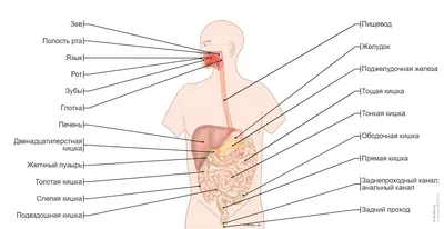 Модель человеческой пищеварительной системы, анатомия желудка, большой  кишечник, цикум для прямой кишки, модель для создания внутреннего органа  человека | AliExpress