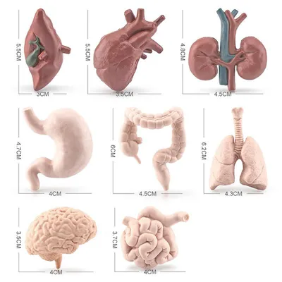 3d визуализация PNG , тонкой кишки, кишечник, анатомия PNG рисунок для  бесплатной загрузки